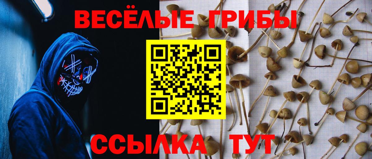 Кингисепп  Псилоцибиновые грибы Magic Shrooms  Вход с VPN  Псилоцибиновые грибы ЛСД 